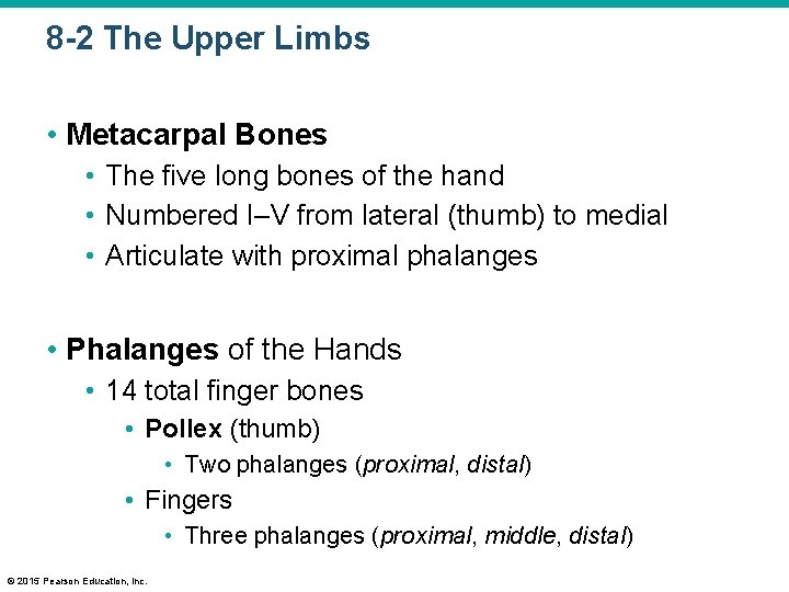 8 -2 The Upper Limbs • Metacarpal Bones • The five long bones of
