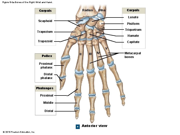 Figure 8 -6 a Bones of the Right Wrist and Hand. Carpals Radius Ulna