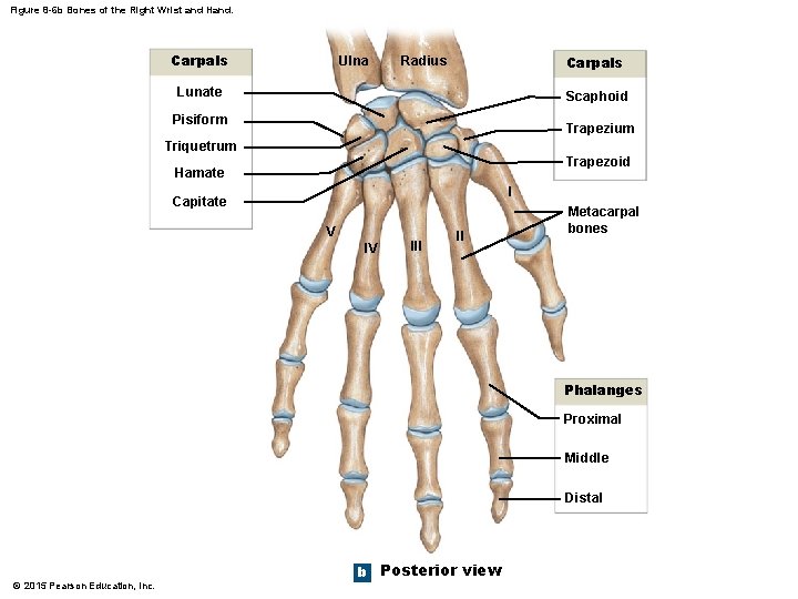 Figure 8 -6 b Bones of the Right Wrist and Hand. Carpals Ulna Carpals