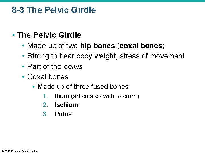 8 -3 The Pelvic Girdle • • Made up of two hip bones (coxal