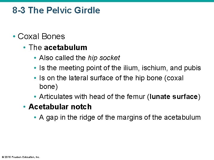 8 -3 The Pelvic Girdle • Coxal Bones • The acetabulum • Also called