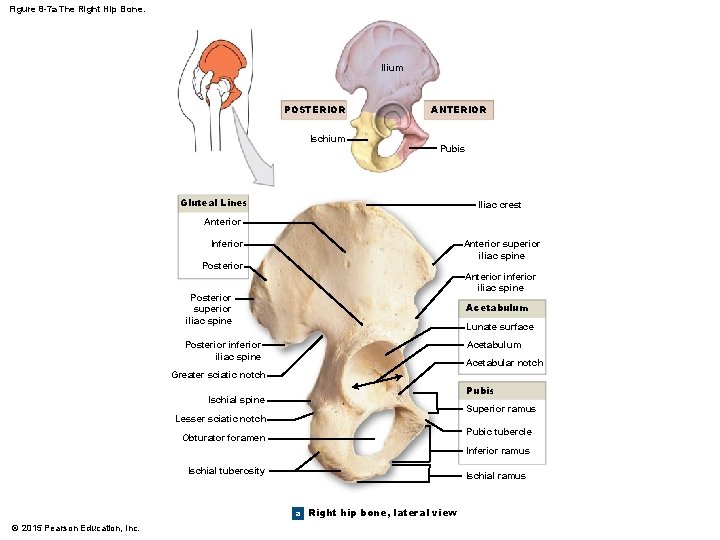 Figure 8 -7 a The Right Hip Bone. Ilium POSTERIOR Ischium ANTERIOR Pubis Gluteal