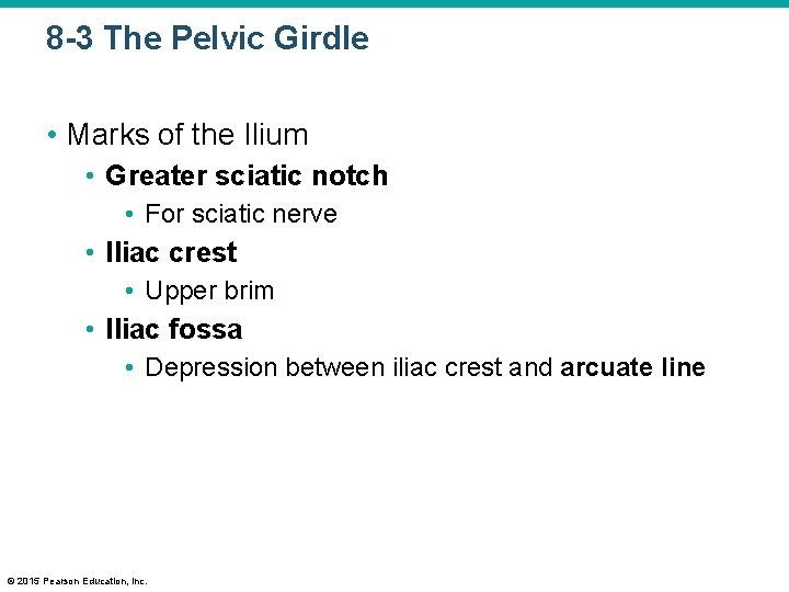 8 -3 The Pelvic Girdle • Marks of the Ilium • Greater sciatic notch