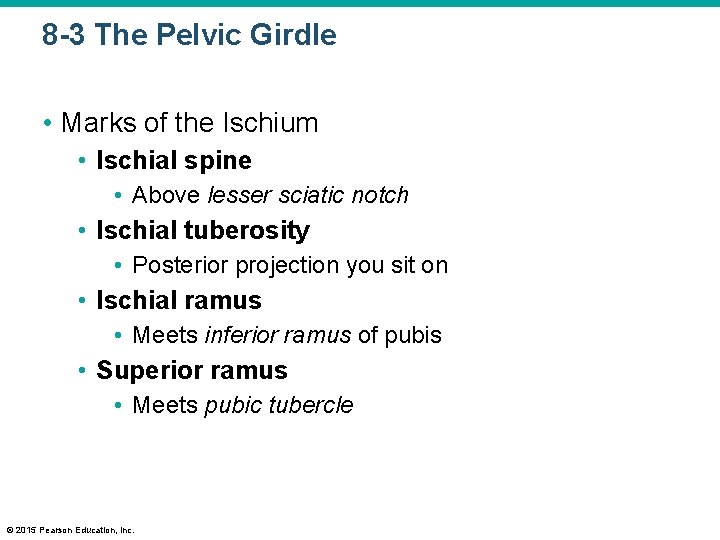 8 -3 The Pelvic Girdle • Marks of the Ischium • Ischial spine •