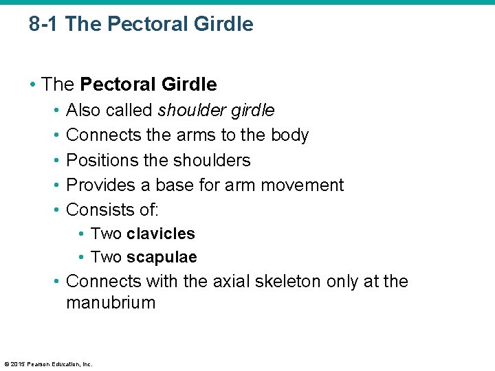8 -1 The Pectoral Girdle • • • Also called shoulder girdle Connects the