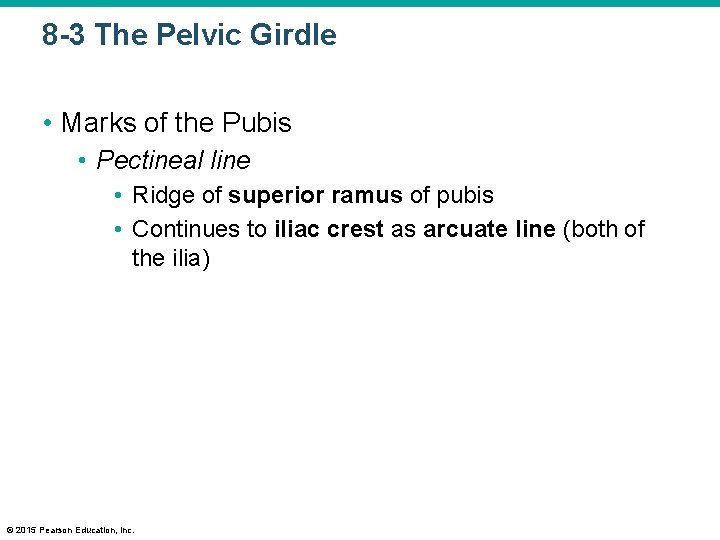 8 -3 The Pelvic Girdle • Marks of the Pubis • Pectineal line •