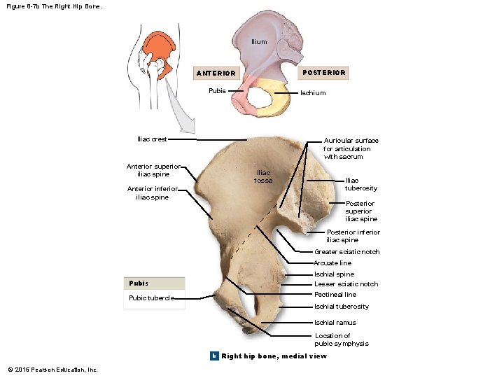 Figure 8 -7 b The Right Hip Bone. Ilium POSTERIOR ANTERIOR Pubis Ischium Iliac