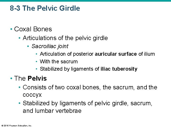 8 -3 The Pelvic Girdle • Coxal Bones • Articulations of the pelvic girdle