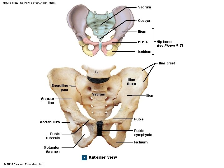 Figure 8 -8 a The Pelvis of an Adult Male. Sacrum Coccyx Ilium Pubis