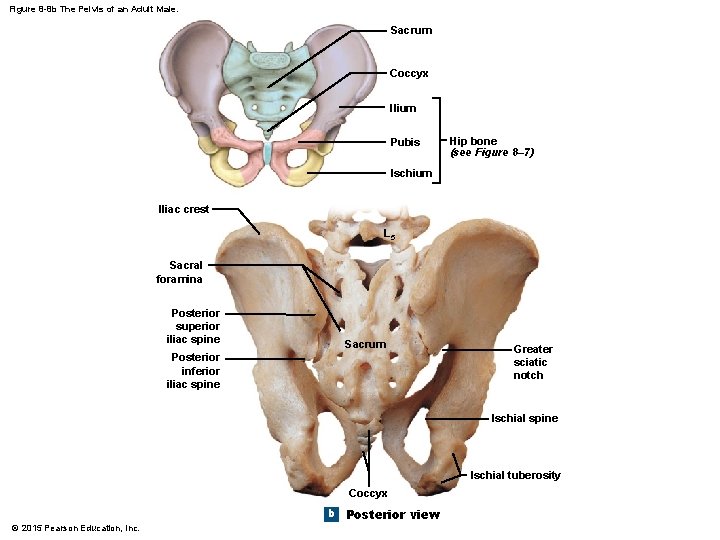 Figure 8 -8 b The Pelvis of an Adult Male. Sacrum Coccyx Ilium Pubis