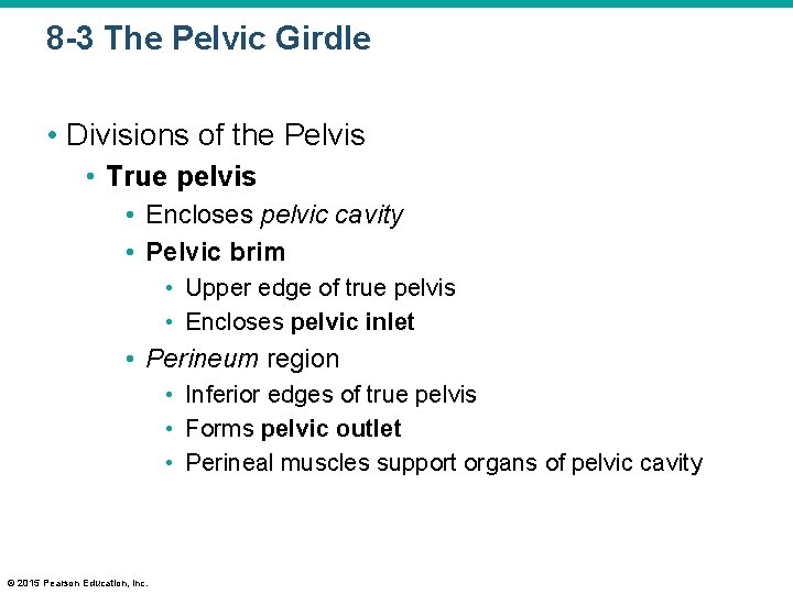8 -3 The Pelvic Girdle • Divisions of the Pelvis • True pelvis •