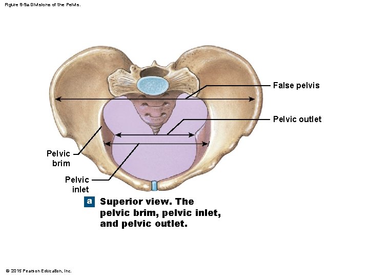 Figure 8 -9 a Divisions of the Pelvis. False pelvis Pelvic outlet Pelvic brim