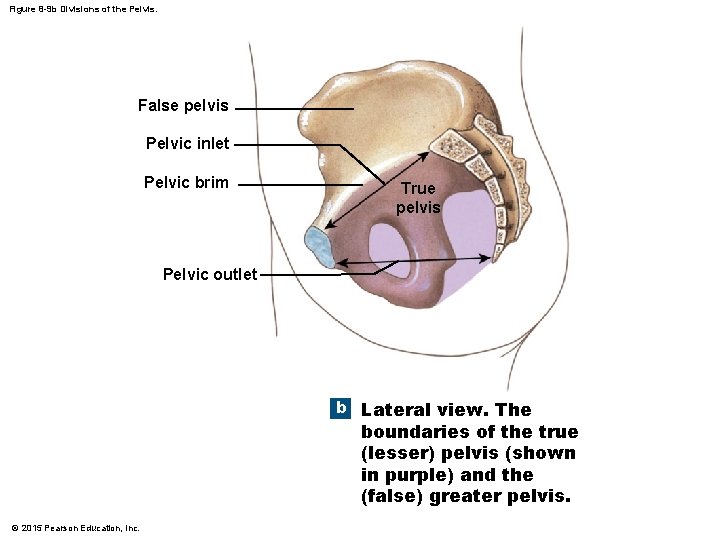 Figure 8 -9 b Divisions of the Pelvis. False pelvis Pelvic inlet Pelvic brim