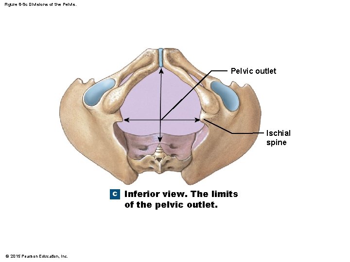 Figure 8 -9 c Divisions of the Pelvis. Pelvic outlet Ischial spine c Inferior