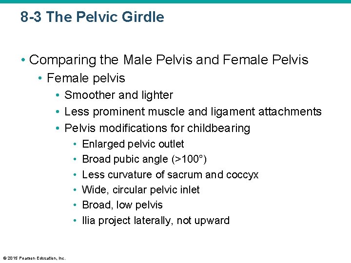 8 -3 The Pelvic Girdle • Comparing the Male Pelvis and Female Pelvis •