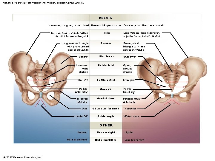 Figure 8 -10 Sex Differences in the Human Skeleton (Part 2 of 4). PELVIS