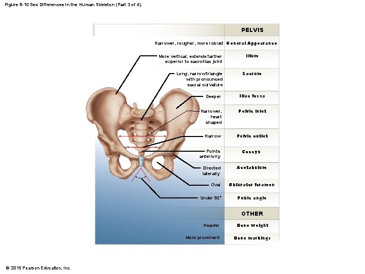 Figure 8 -10 Sex Differences in the Human Skeleton (Part 3 of 4). PELVIS