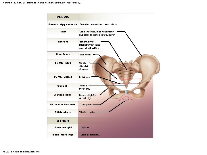 Figure 8 -10 Sex Differences in the Human Skeleton (Part 4 of 4). PELVIS