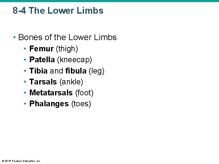 8 -4 The Lower Limbs • Bones of the Lower Limbs • • •