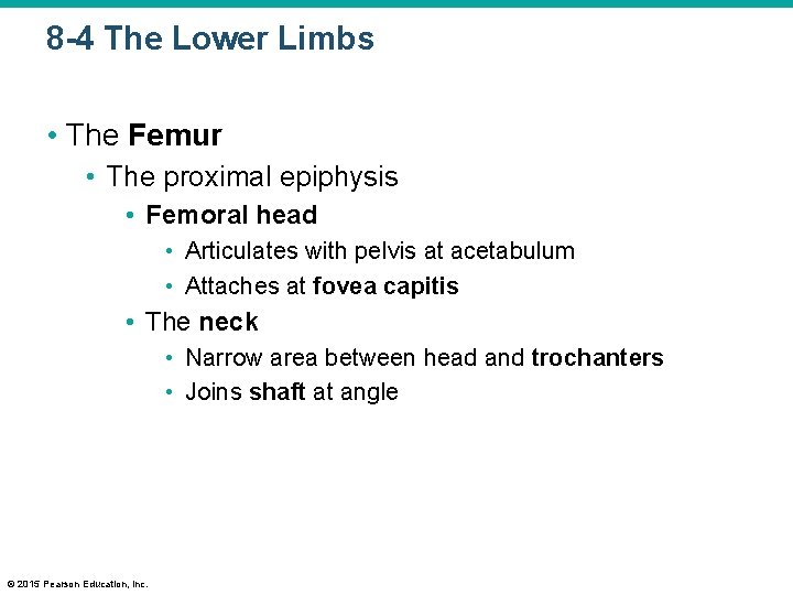 8 -4 The Lower Limbs • The Femur • The proximal epiphysis • Femoral