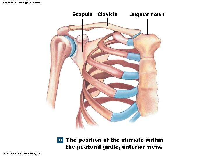 Figure 8 -2 a The Right Clavicle. Scapula Clavicle Jugular notch a The position
