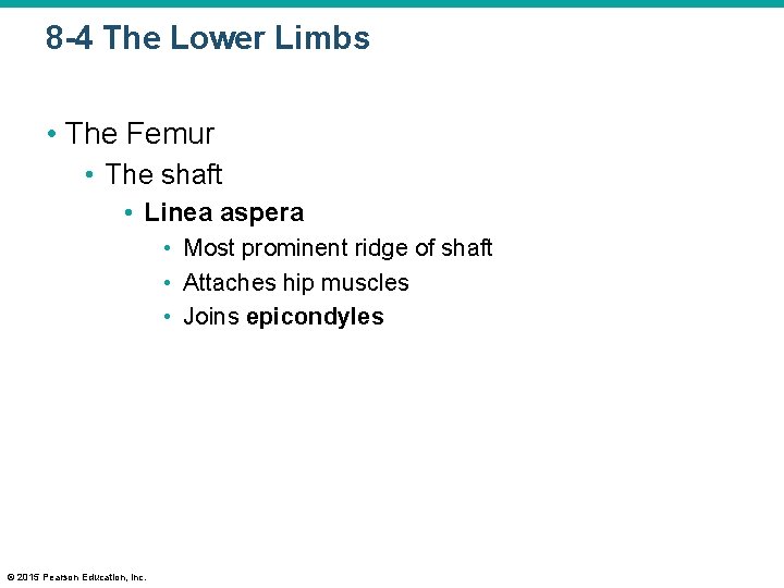 8 -4 The Lower Limbs • The Femur • The shaft • Linea aspera