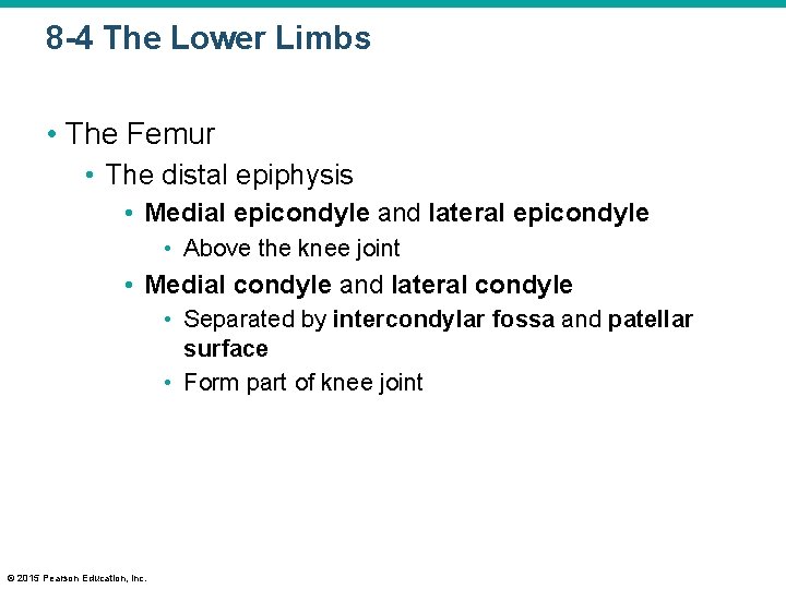 8 -4 The Lower Limbs • The Femur • The distal epiphysis • Medial