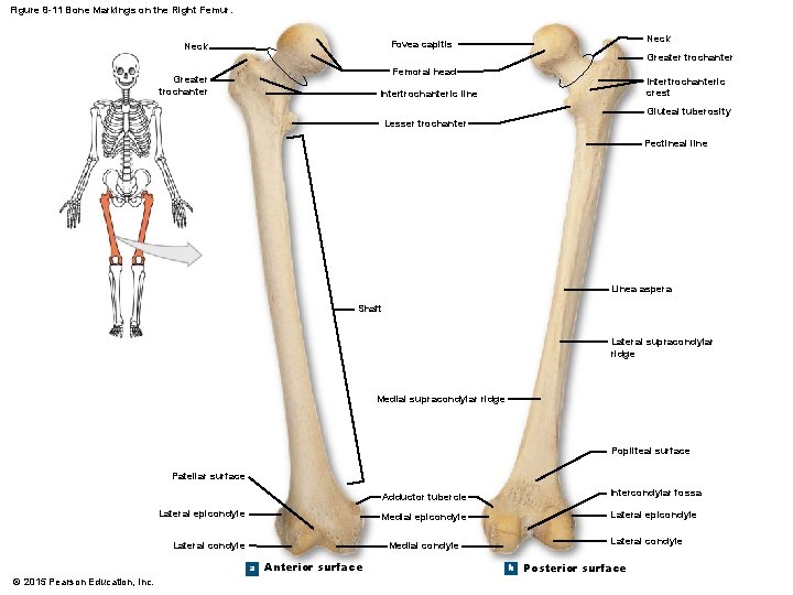 Figure 8 -11 Bone Markings on the Right Femur. Neck Fovea capitis Neck Greater