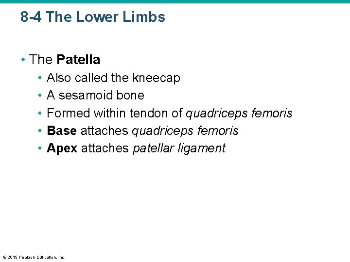 8 -4 The Lower Limbs • The Patella • • • Also called the