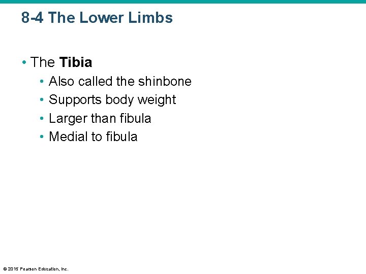 8 -4 The Lower Limbs • The Tibia • • Also called the shinbone