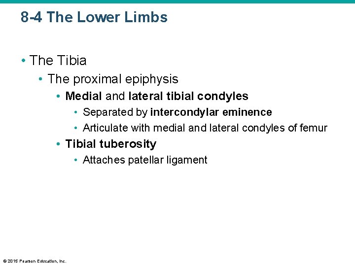 8 -4 The Lower Limbs • The Tibia • The proximal epiphysis • Medial