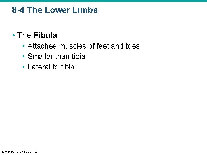8 -4 The Lower Limbs • The Fibula • Attaches muscles of feet and