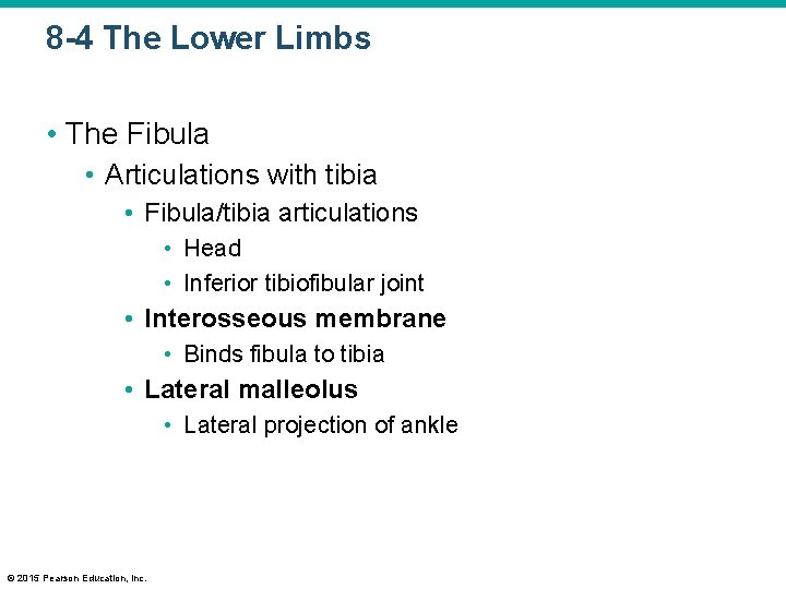 8 -4 The Lower Limbs • The Fibula • Articulations with tibia • Fibula/tibia