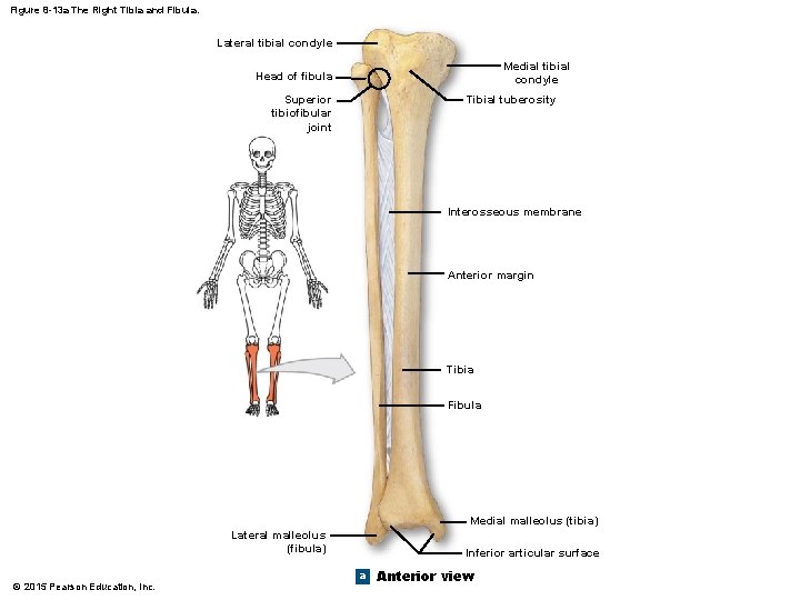 Figure 8 -13 a The Right Tibia and Fibula. Lateral tibial condyle Medial tibial