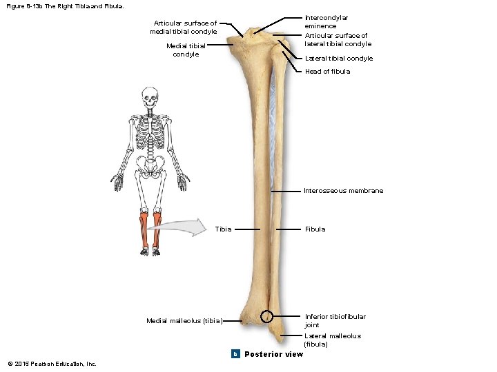 Figure 8 -13 b The Right Tibia and Fibula. Intercondylar eminence Articular surface of