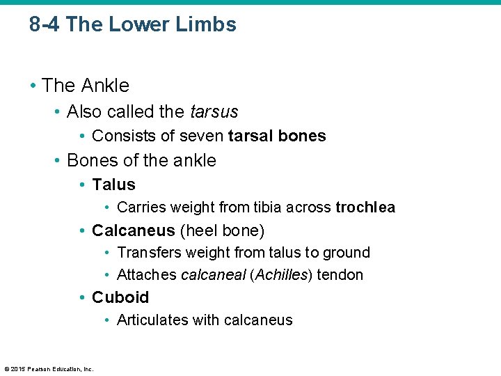 8 -4 The Lower Limbs • The Ankle • Also called the tarsus •