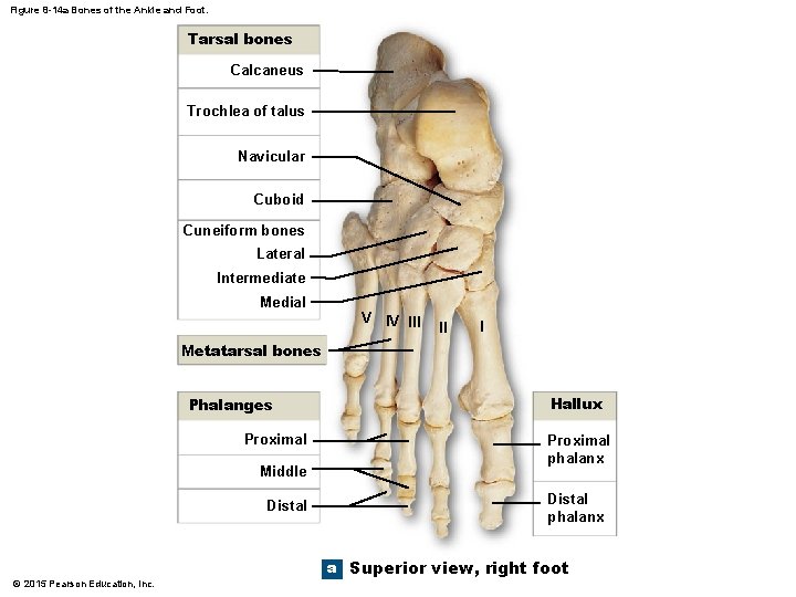 Figure 8 -14 a Bones of the Ankle and Foot. Tarsal bones Calcaneus Trochlea