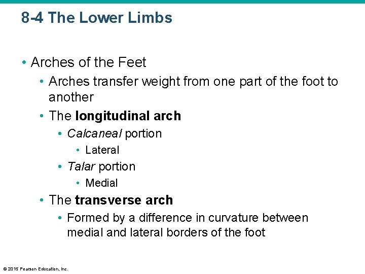 8 -4 The Lower Limbs • Arches of the Feet • Arches transfer weight