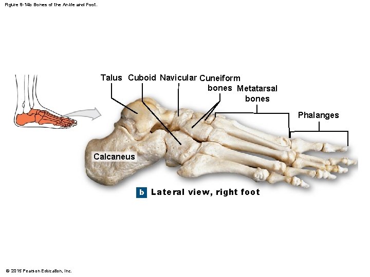 Figure 8 -14 b Bones of the Ankle and Foot. Talus Cuboid Navicular Cuneiform