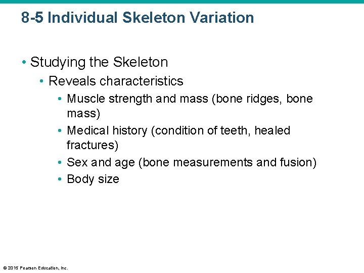 8 -5 Individual Skeleton Variation • Studying the Skeleton • Reveals characteristics • Muscle