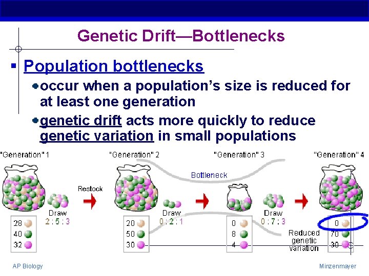 Genetic Drift—Bottlenecks § Population bottlenecks occur when a population’s size is reduced for at