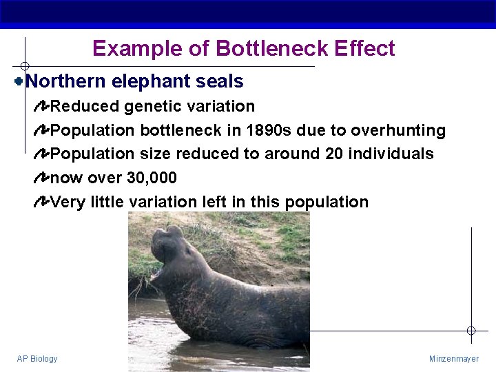 Example of Bottleneck Effect Northern elephant seals Reduced genetic variation Population bottleneck in 1890