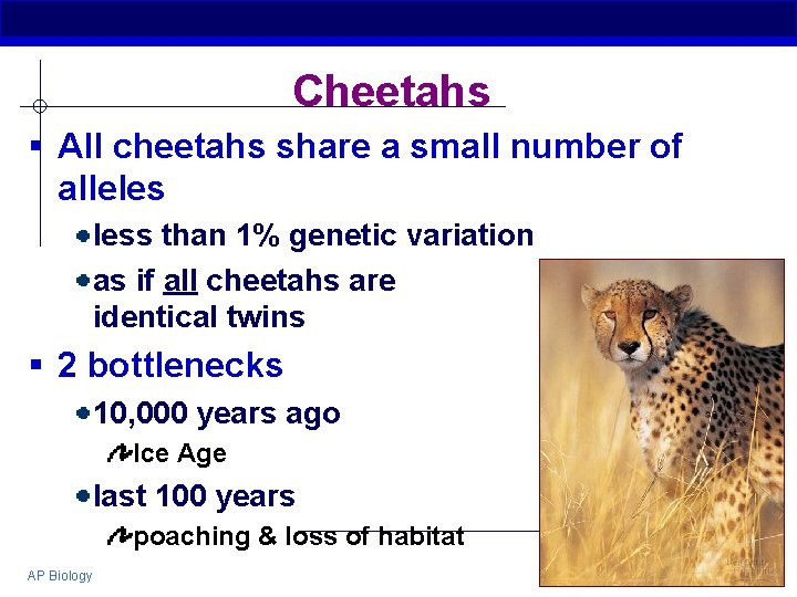 Cheetahs § All cheetahs share a small number of alleles less than 1% genetic