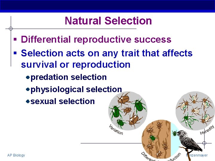 Natural Selection § Differential reproductive success § Selection acts on any trait that affects