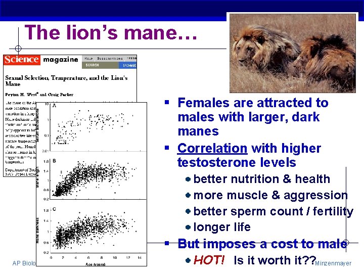 The lion’s mane… § Females are attracted to males with larger, dark manes §