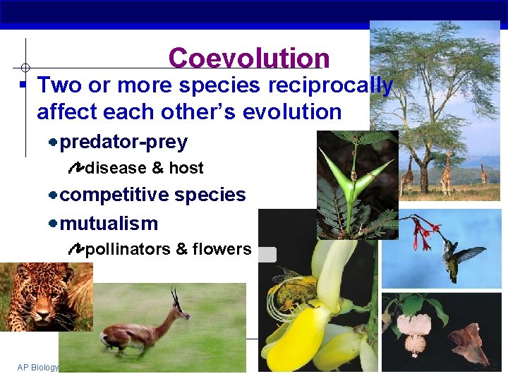 Coevolution § Two or more species reciprocally affect each other’s evolution predator-prey disease &