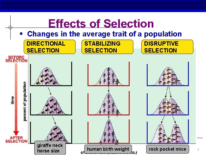Effects of Selection § Changes in the average trait of a population DIRECTIONAL SELECTION