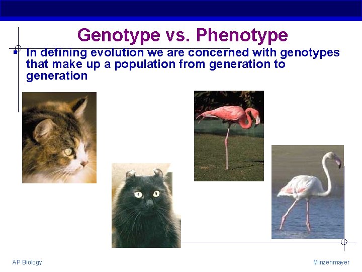 Genotype vs. Phenotype § In defining evolution we are concerned with genotypes that make