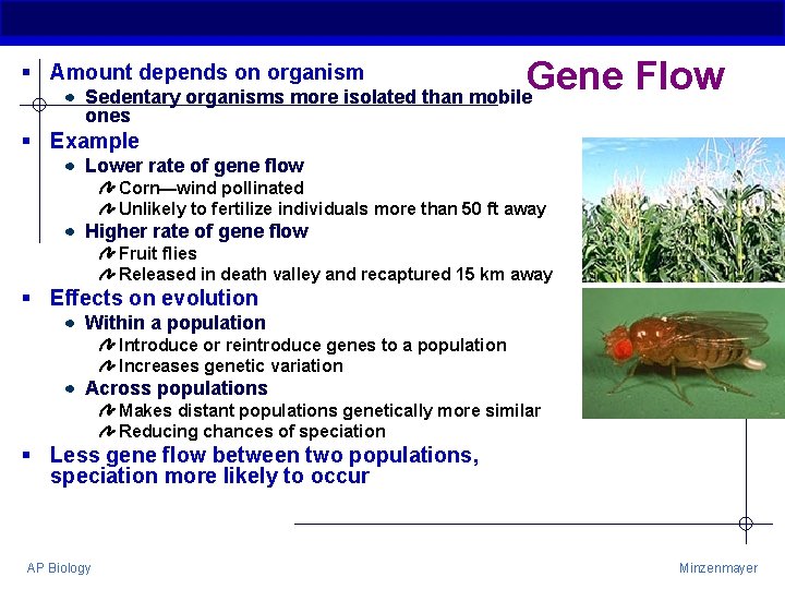 § Amount depends on organism Gene Flow Sedentary organisms more isolated than mobile ones