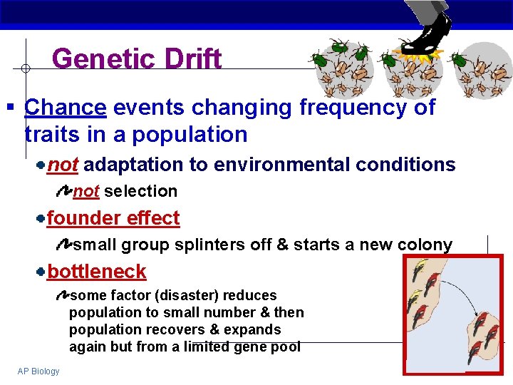 Genetic Drift § Chance events changing frequency of traits in a population not adaptation